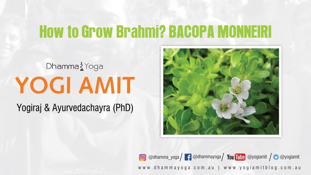 Tips on how to grow Brahmi & Gotu Kola